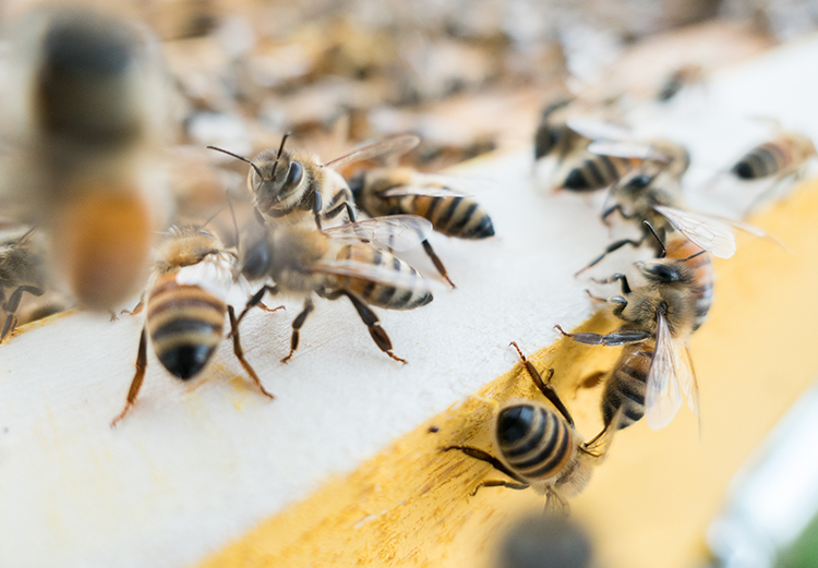Why Every Prepper Needs a Reserve of Raw Honey