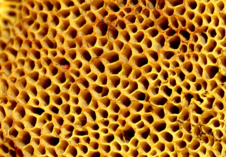 Tutorial Beekeeping for Beginners Breeding Bees